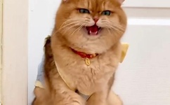 女技师用嘴给男顾客足疗 背后原因让人沉默